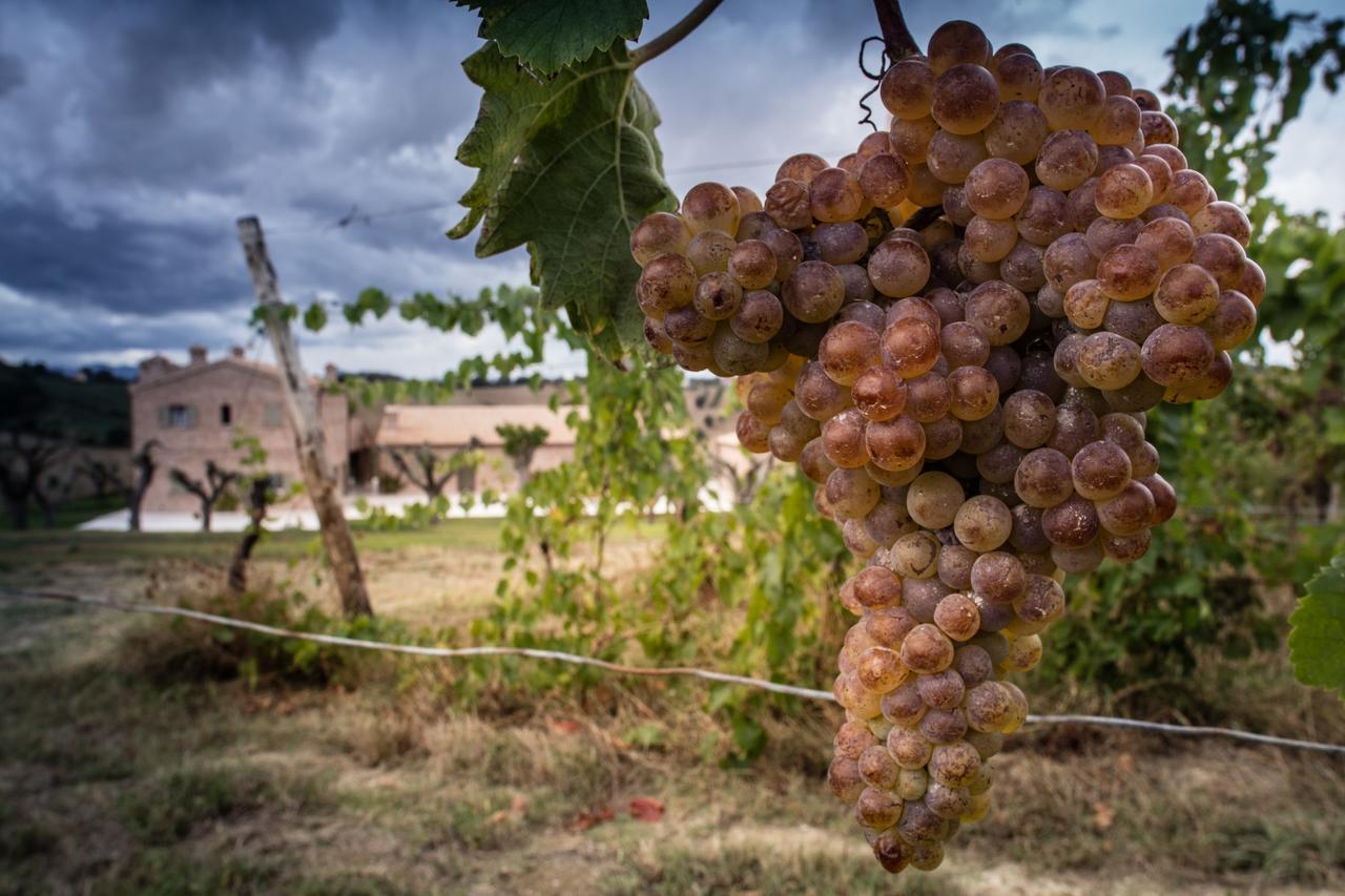 Filodivino Wine Resort & Spa San Marcello  Zewnętrze zdjęcie